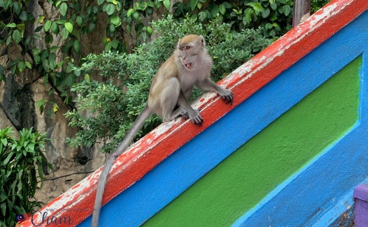 バトゥ洞窟（Batu Caves）の階段にいる猿