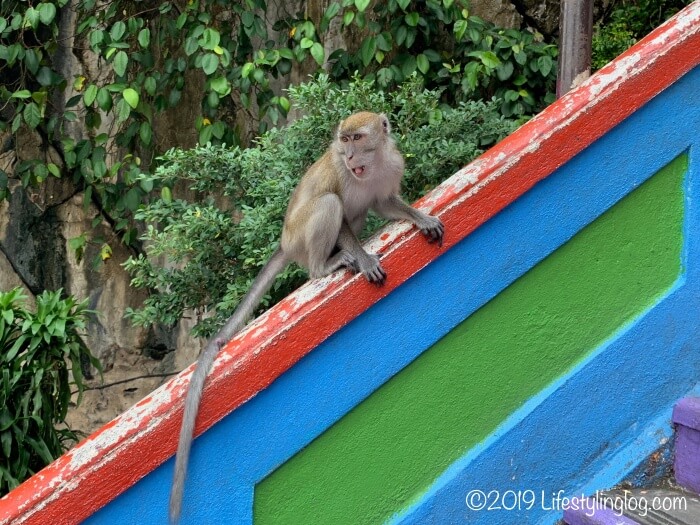 バトゥ洞窟（Batu Caves）の階段にいる猿