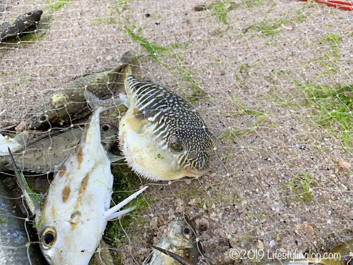 タンジュンルーリゾートのビーチで獲れたフグ