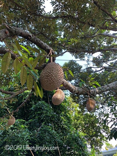 ドリアン農園の木で育成中のドリアン