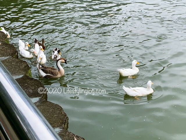 クアラルンプールのボタニカルガーデンの湖で泳ぐ鳥