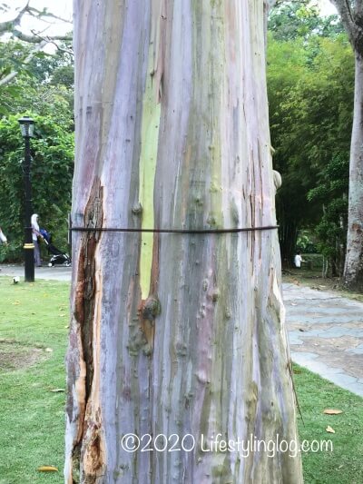 クアラルンプール植物園にあるPokok Pelangi(Rainbow Eucalyptus)