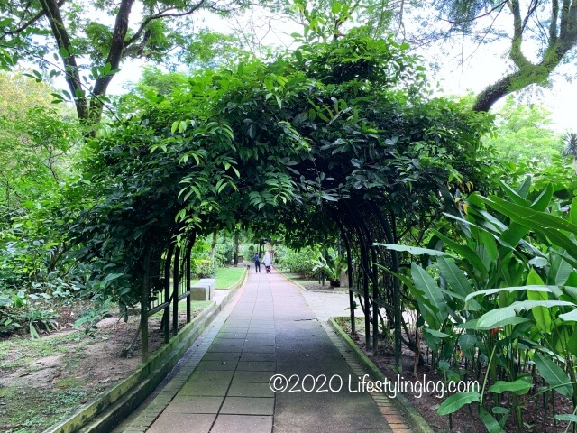 KL植物園にある木のトンネル