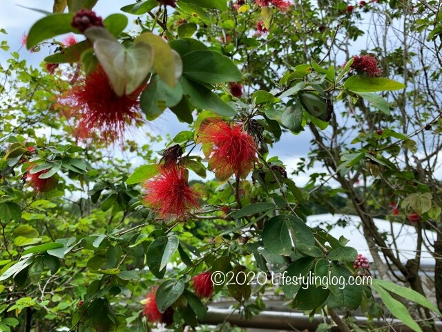 クアラルンプール植物園の花