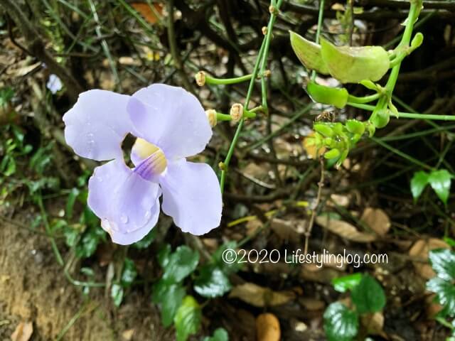 Taman TuguのNursery Trailsに咲いている花