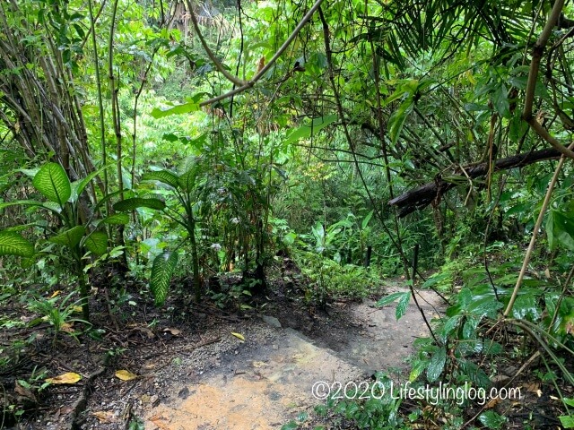 Taman TuguのNursery Trailsの中にある道