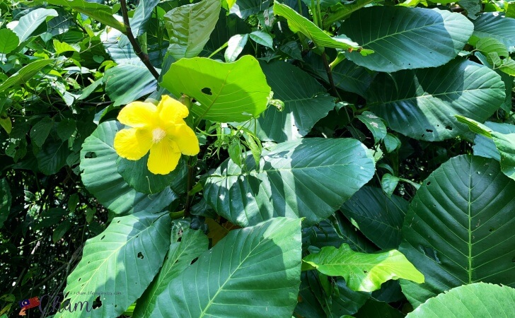 Dillenia suffruticosa（Simpoh Air）の花と葉