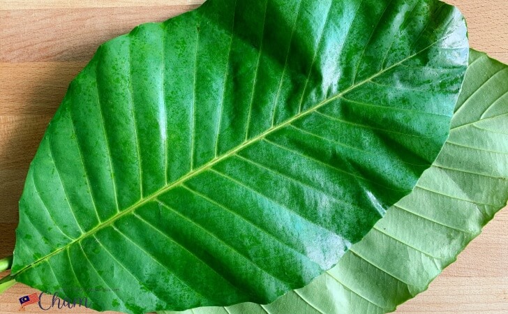 テンペ作りに使われるDillenia suffruticosa（Simpoh Air）の葉