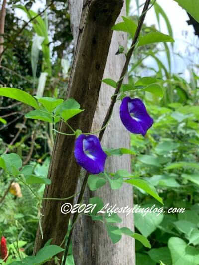 Kebun Kebun Bangsarで咲いているバタフライピー