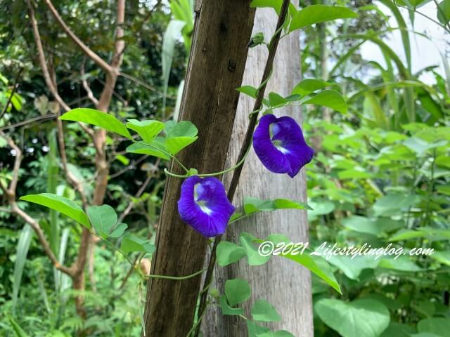 バタフライピーの花（蝶豆花）