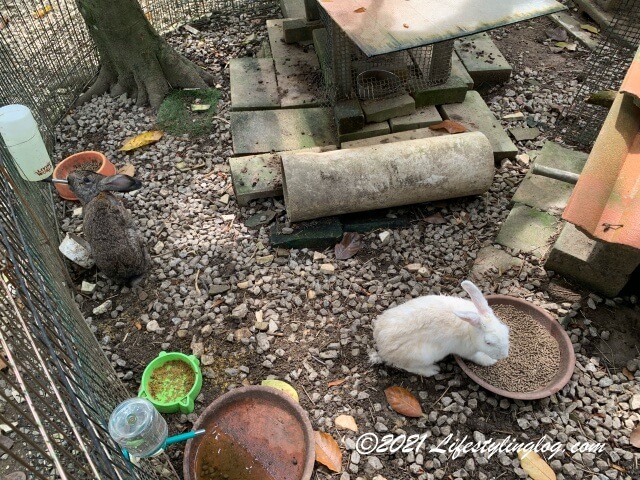 Kebun Kebun Bangsarにいるウサギ