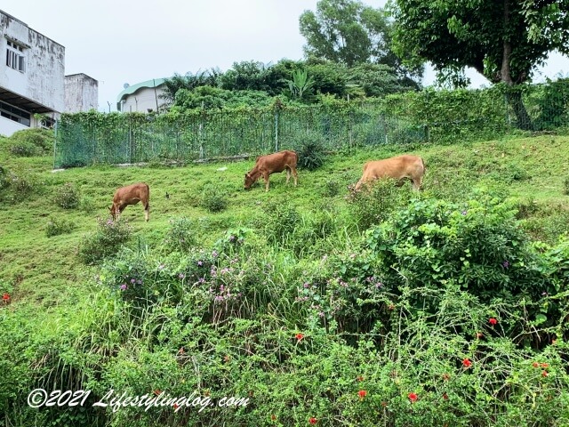 Kebun Kebun Bangsarにいる牛