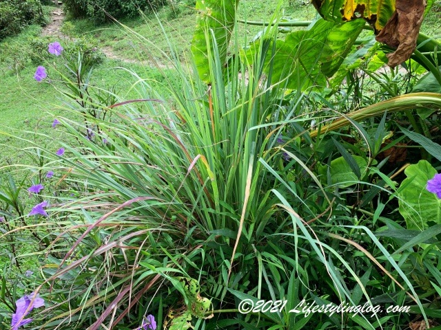 Kebun Kebun Bangsarにあるレモングラス