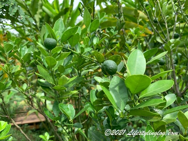 Kebun Kebun Bangsarにあるカラマンシー