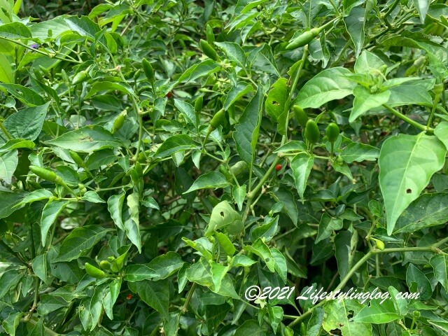 Kebun Kebun Bangsarに生えているチリパディ