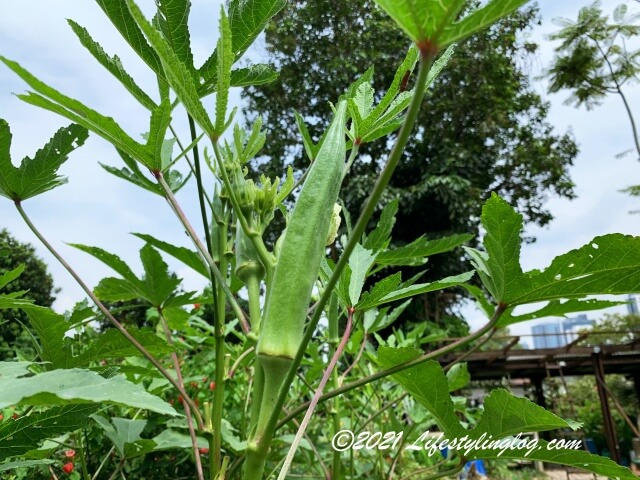 Kebun Kebun Bangsarで育てられているオクラ