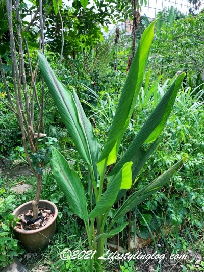 Kebun Kebun Bangsarに生えているターメリック（ウコン）