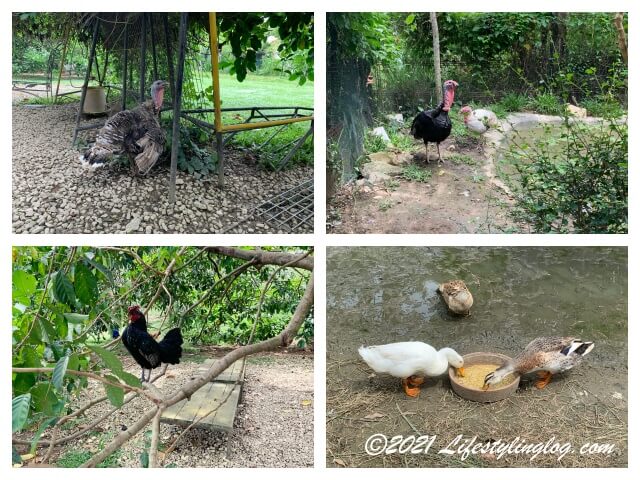 Kebun Kebun Bangsarにいる鳥