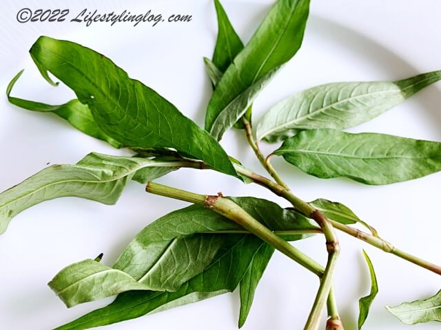 Daun Kesum（Vietnamese Mint・ベトナミーズミント）