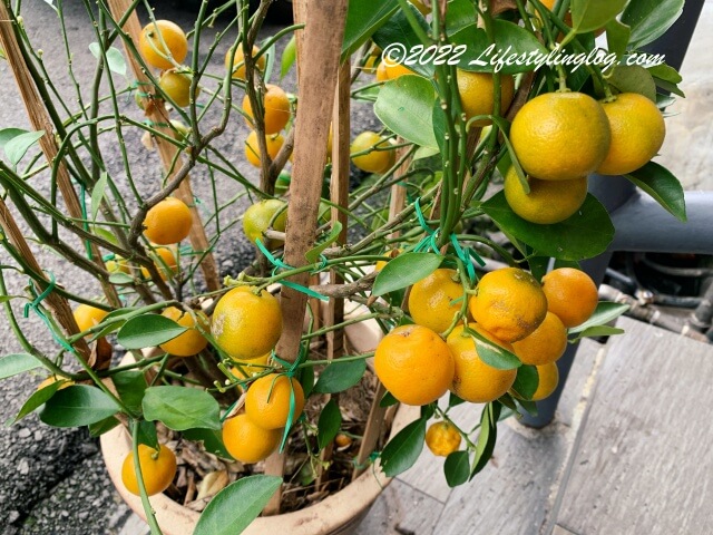 完熟してオレンジ色になったCalamansi（カラマンシー）