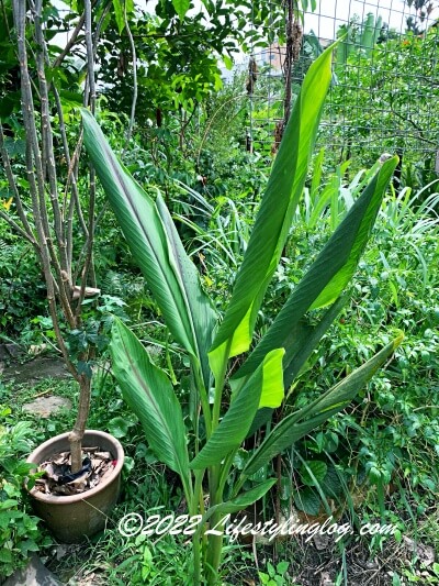 ターメリック（ウコン）の植物