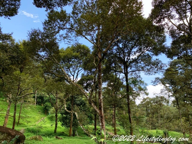 石屋榴槤園（Durian Rumah Batu, Stone House Plantation）のドリアン農園