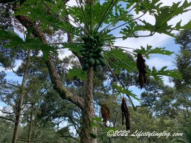 石屋榴槤園（Durian Rumah Batu, Stone House Plantation）にあるパパイヤ