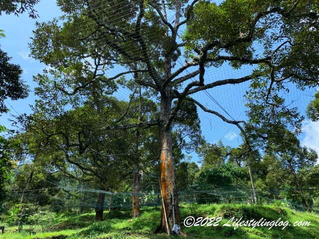 石屋榴槤園（Durian Rumah Batu, Stone House Plantation）のドリアン農園にセットされたネット