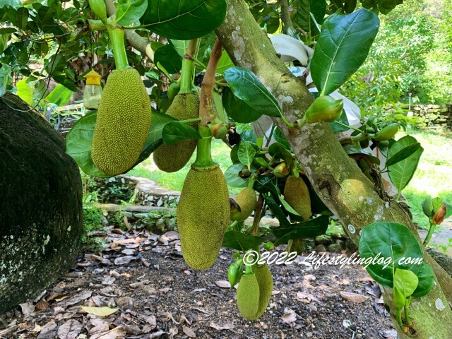 石屋榴槤園（Durian Rumah Batu, Stone House Plantation）にあるジャックフルーツ