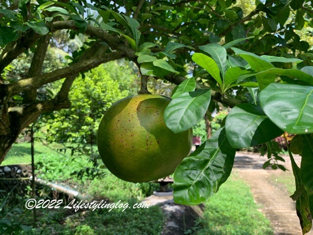 石屋榴槤園（Durian Rumah Batu, Stone House Plantation）にあるポメロ