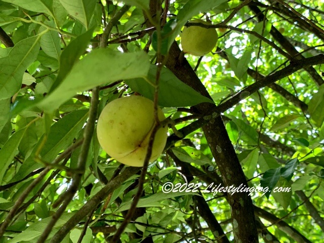 石屋榴槤園（Durian Rumah Batu, Stone House Plantation）にあるナツメグ