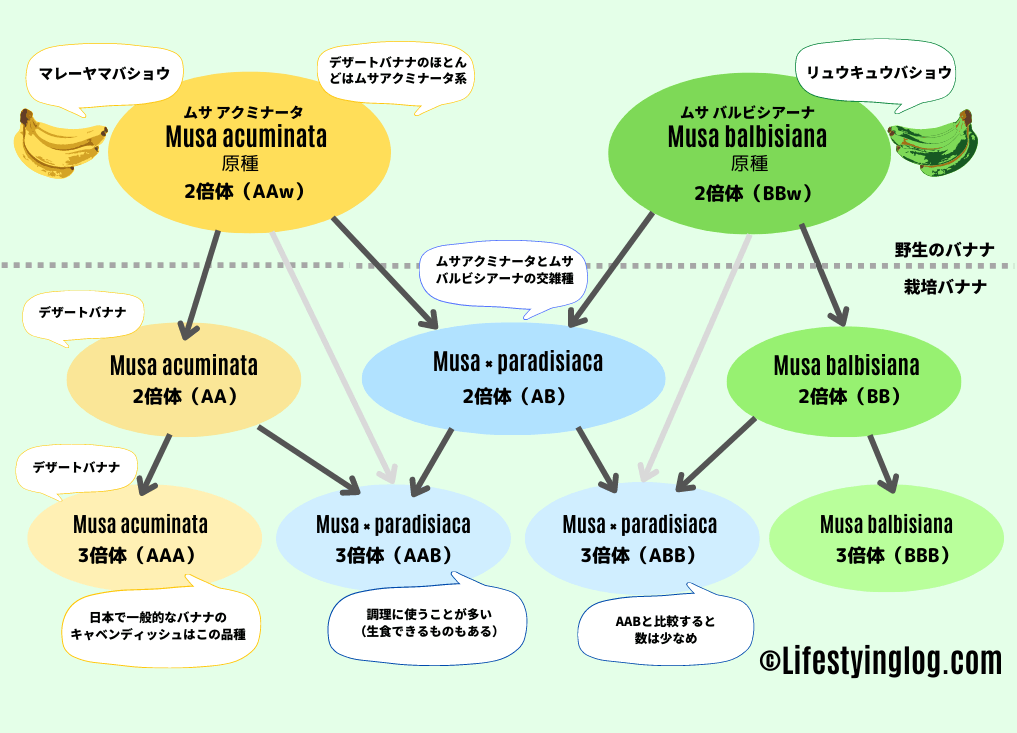 バナナの原種と栽培（食用）バナナの発展とゲノムによる品種分類を示した図