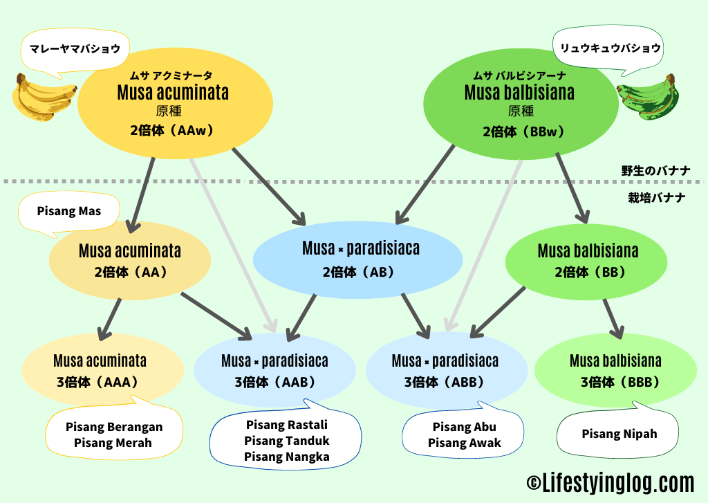 マレーシアのバナナの品種とゲノムグループ別の分類