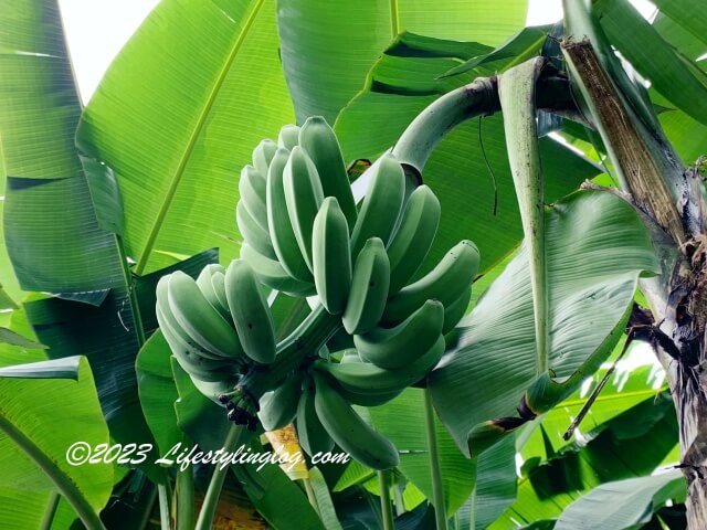 バナナの花から実ができたところ