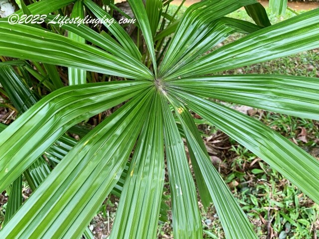 扇状になっているFan PalmのDaun Palas（ダウンパラス）