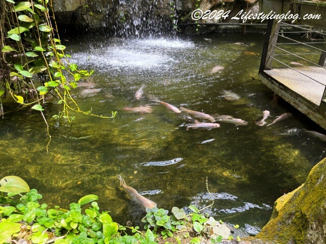 ペナン島のエントピア（バラフライファーム）の池にいる魚