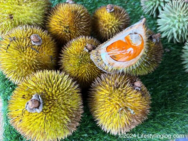 サバのオレンジ色のドリアン（Durian Dalit）