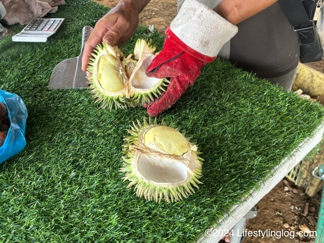 サバの野生ドリアンをカットしているところ