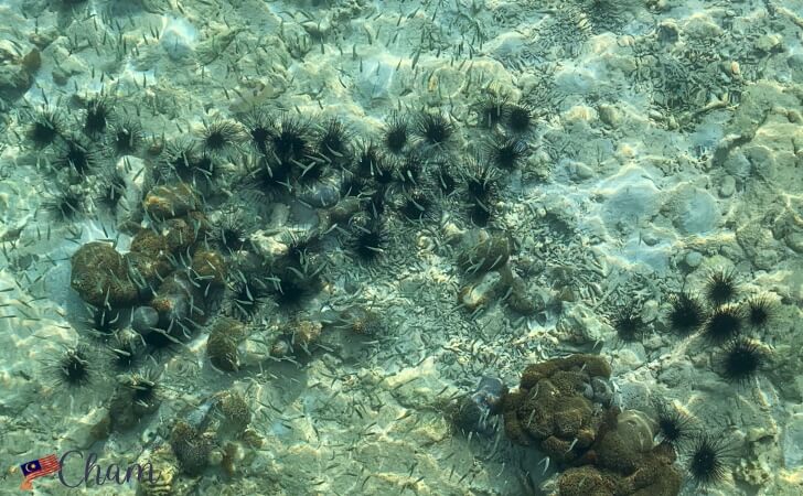 マヌカン島の海にいる魚やウニ