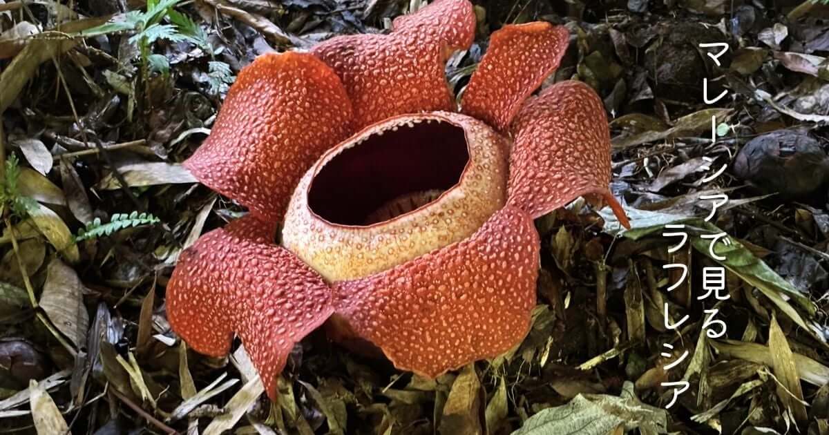 マレーシアのサバ州で見るラフレシア