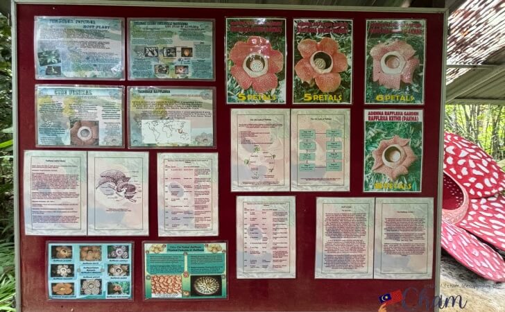 Adenna Rafflesia Gardenにあるラフレシアに関する展示物