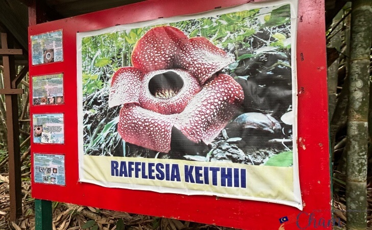 ラフレシアケイティ