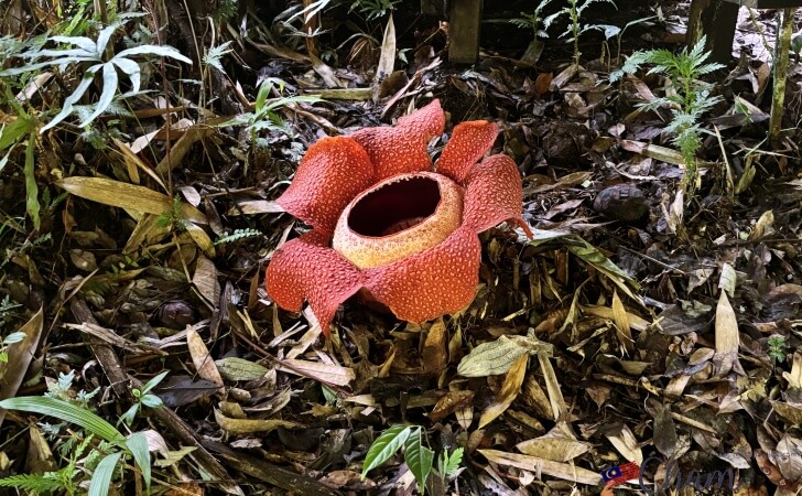 Adenna Rafflesia Gardenで咲く開花したラフレシア