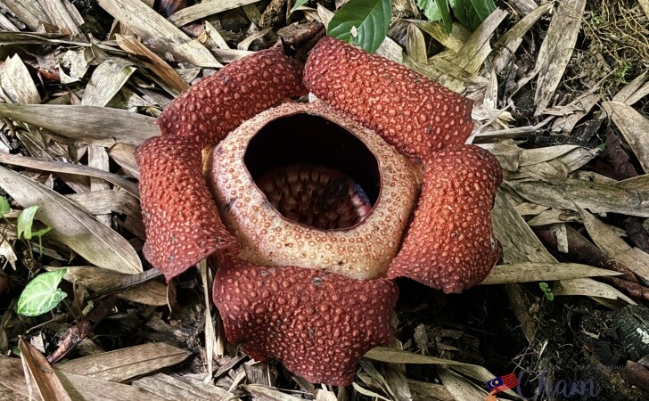 世界最大の花、ラフレシア