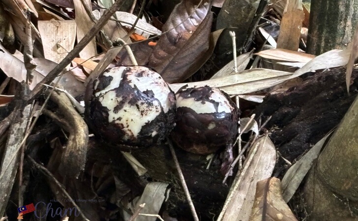 ラフレシアの蕾