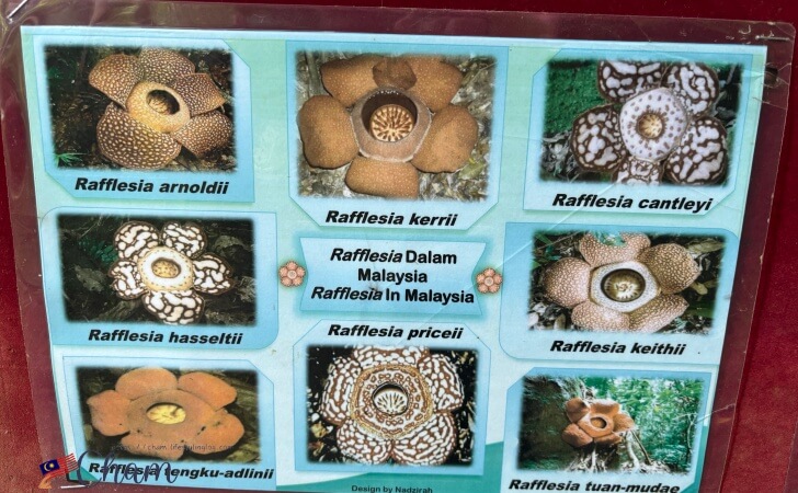 ラフレシアとは？に関する展示物