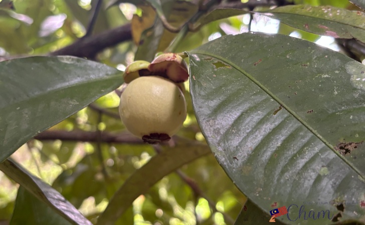 Adenna Rafflesia Gardenにあるマンゴスチン