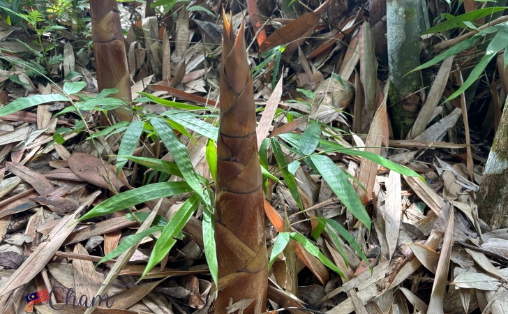 Adenna Rafflesia Gardenにある筍