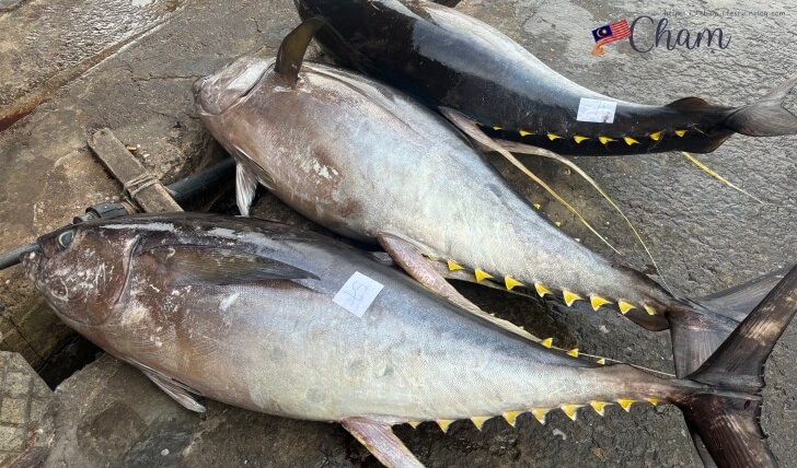 魚市場にあるキハダマグロ