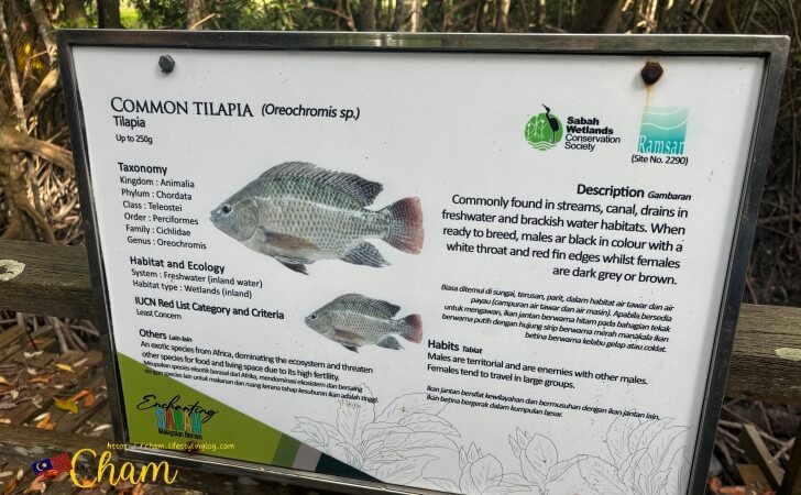 コタキナバルウェットランド(Kota Kinabalu Wetland)にあるティラピアに関する説明書き